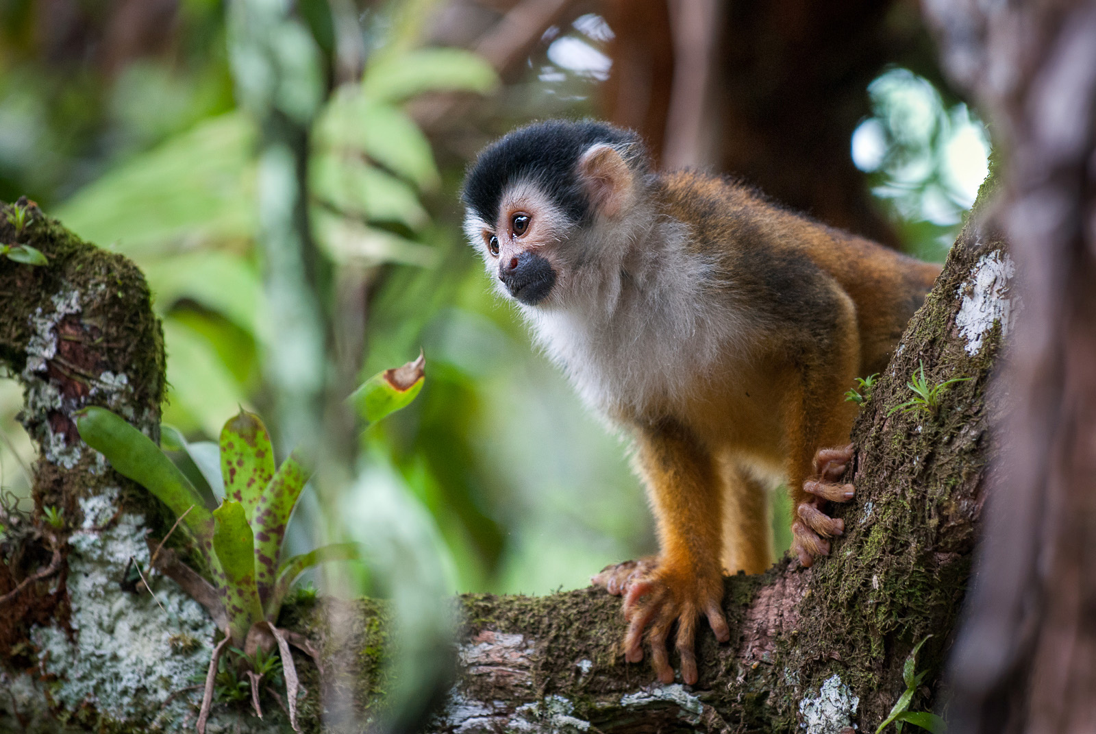 Central American Squirrel Monkey | Sean Crane Photography