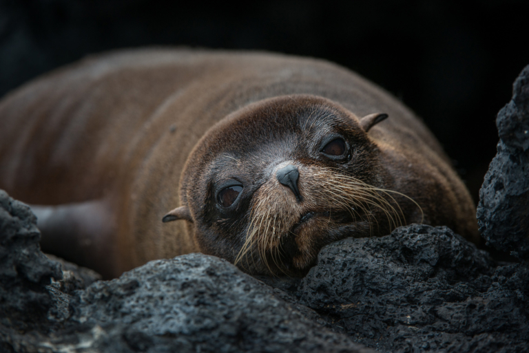 Galápagos Fur Seal | Sean Crane Photography