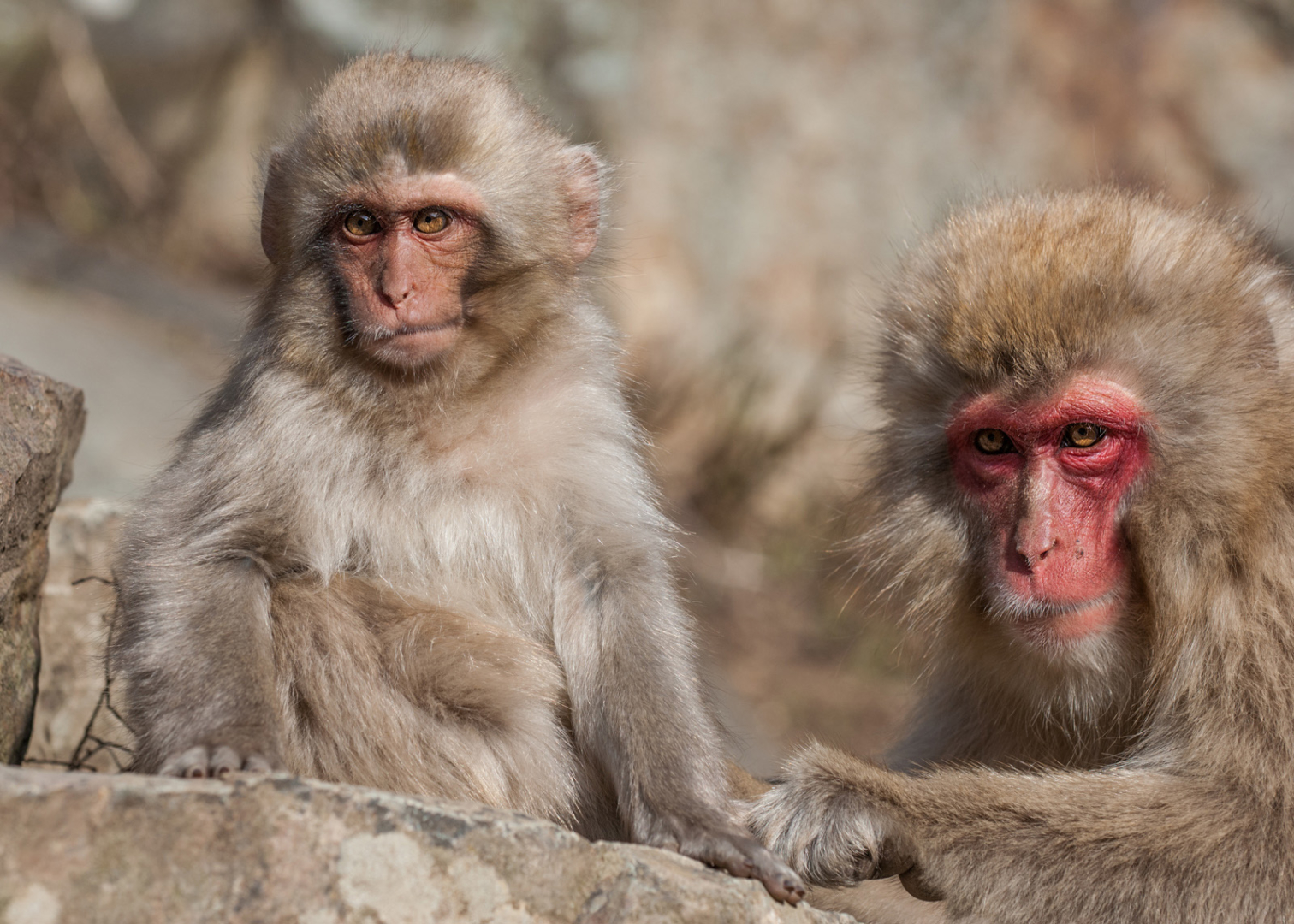 Snow Monkeys, Not Impressed | Sean Crane Photography