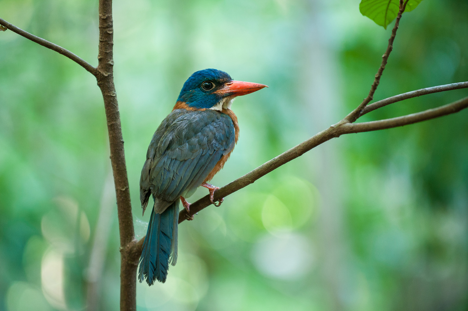 Green-Backed Kingfisher | Sean Crane Photography