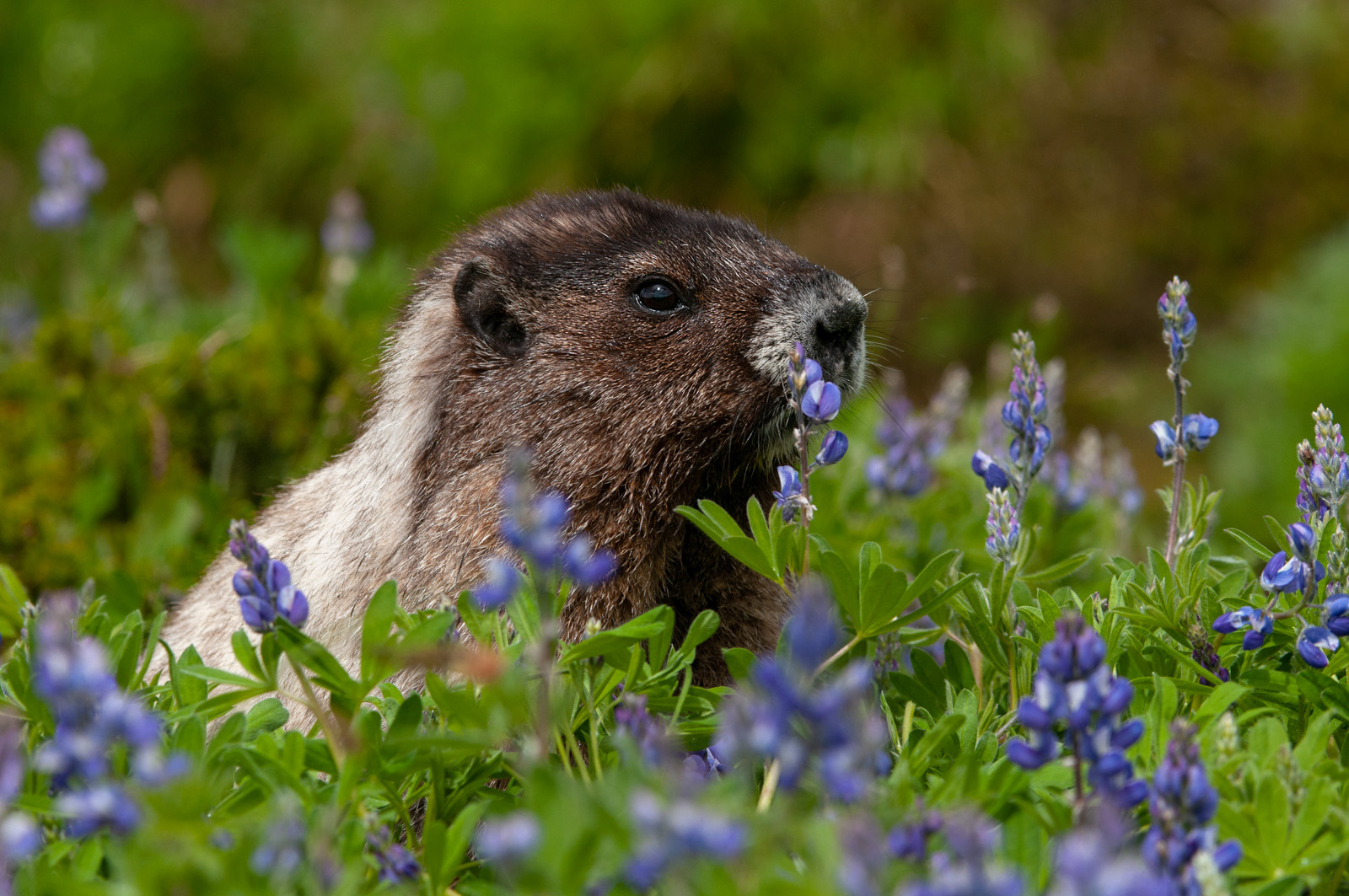 Marmot in Lupine | Sean Crane Photography