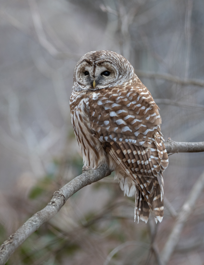 Barred Owl | Sean Crane Photography