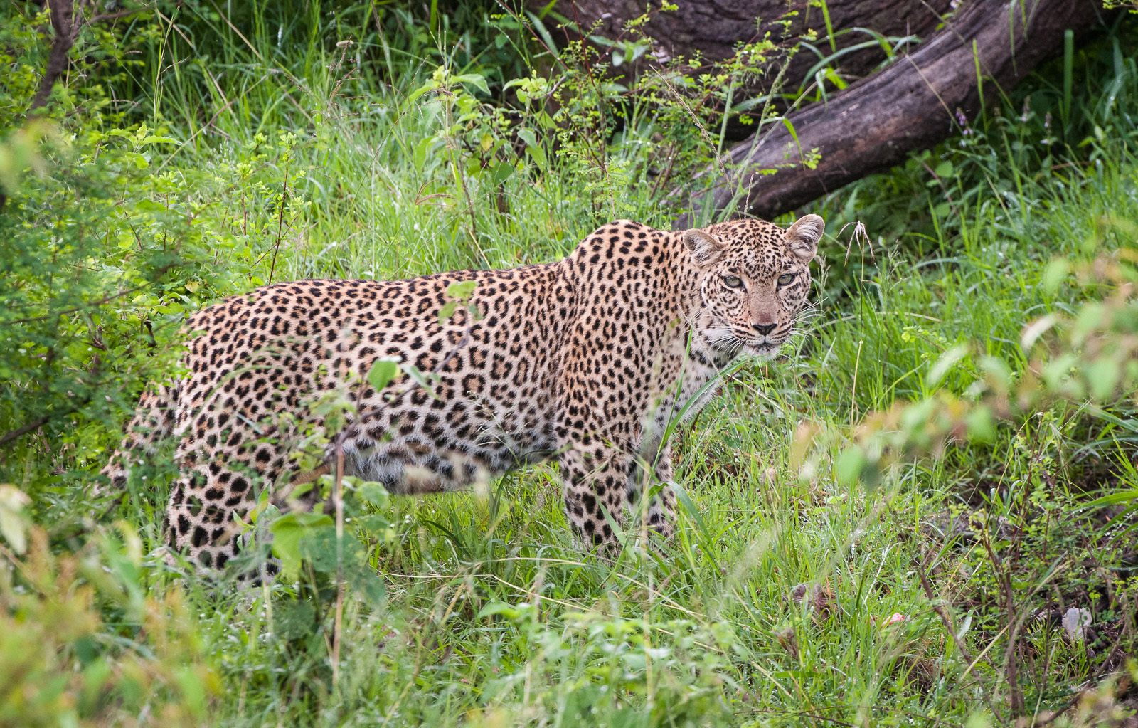 Leopard | Sean Crane Photography