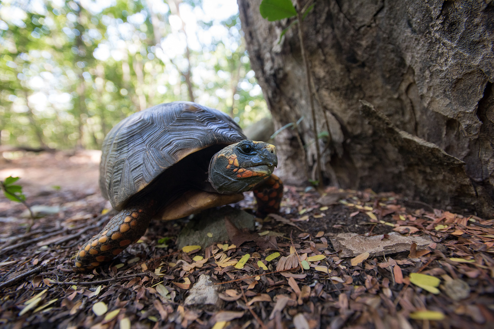 Red-Footed Tortoise | Sean Crane Photography