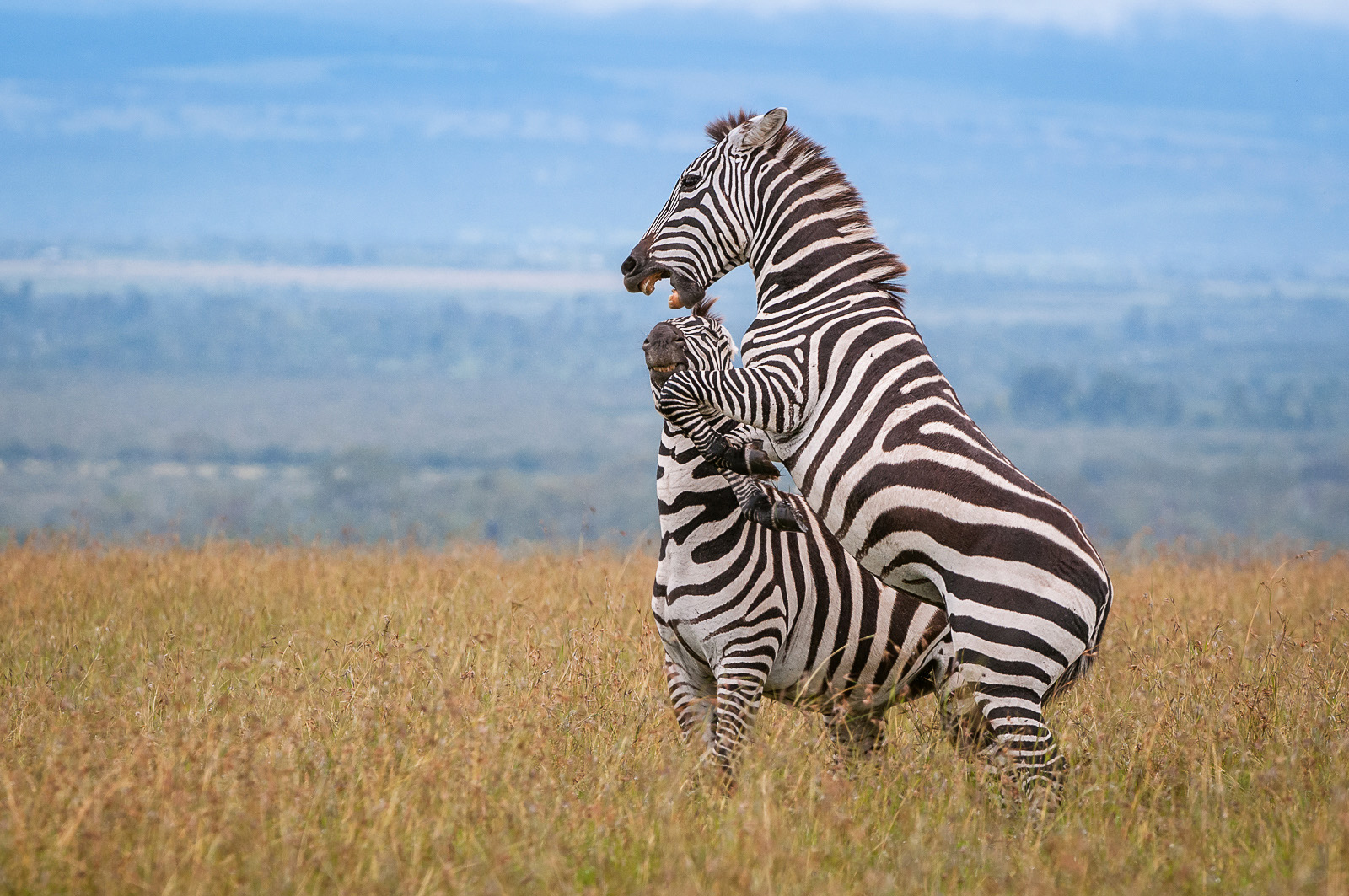 kelly green zebra pattern dance