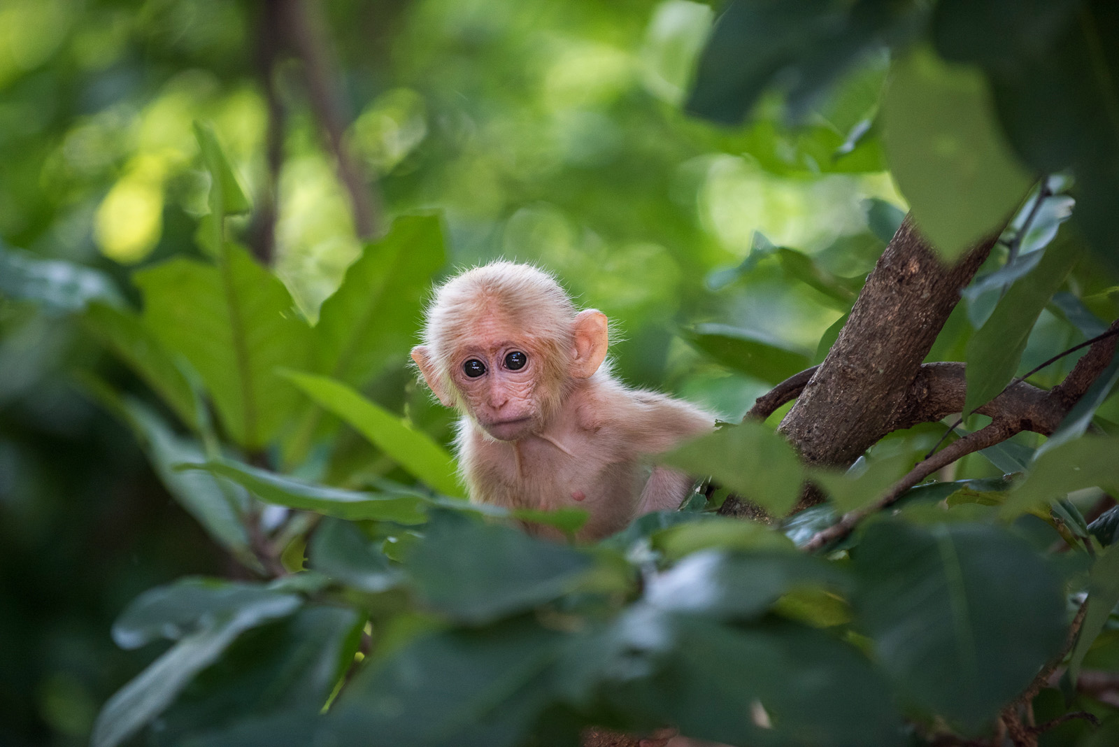 Baby Stump Tailed Macaque Sean Crane Photography