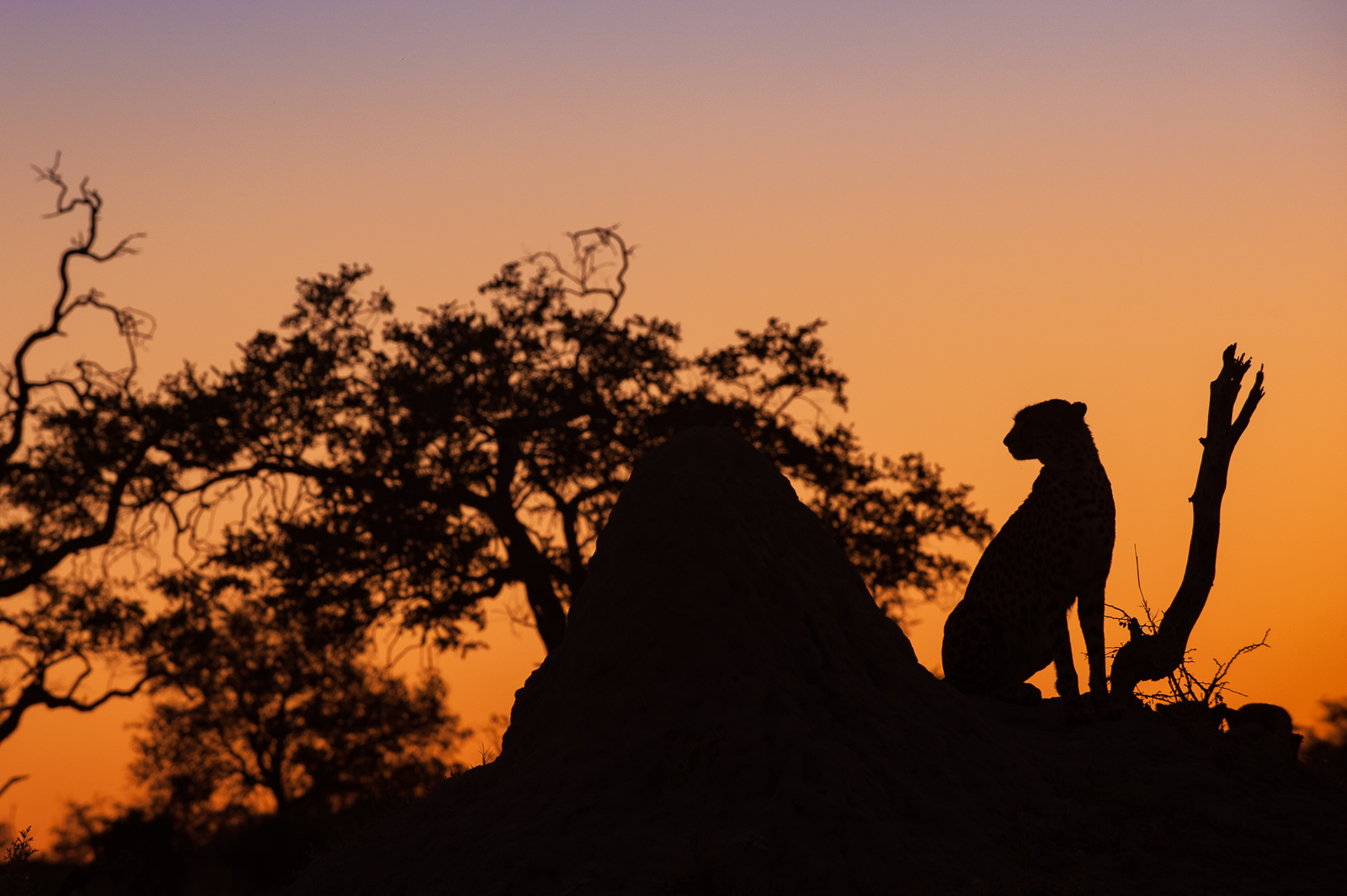 Cheetah Silhouette | Sean Crane Photography