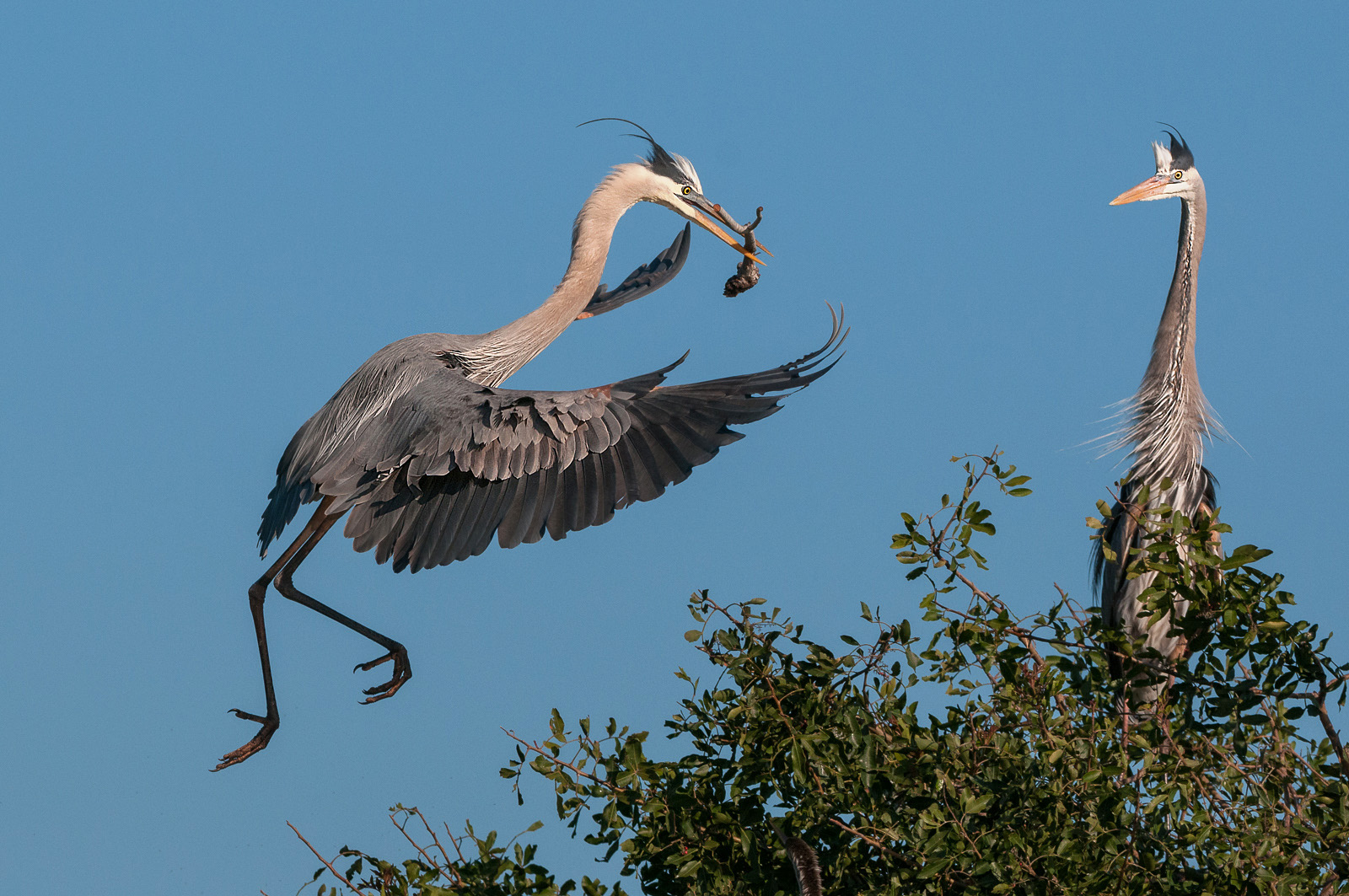 Great Blue Heron Sean Crane Photography