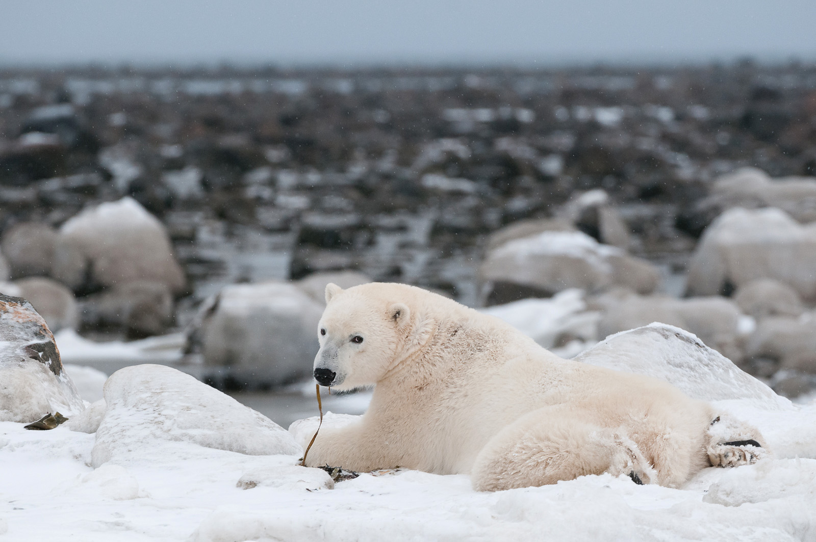 Polar Bear Sean Crane Photography