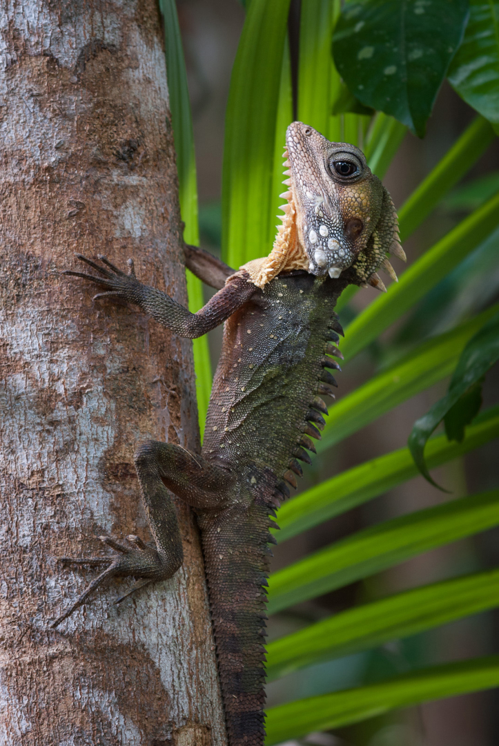 Water Dragon | Sean Crane Photography