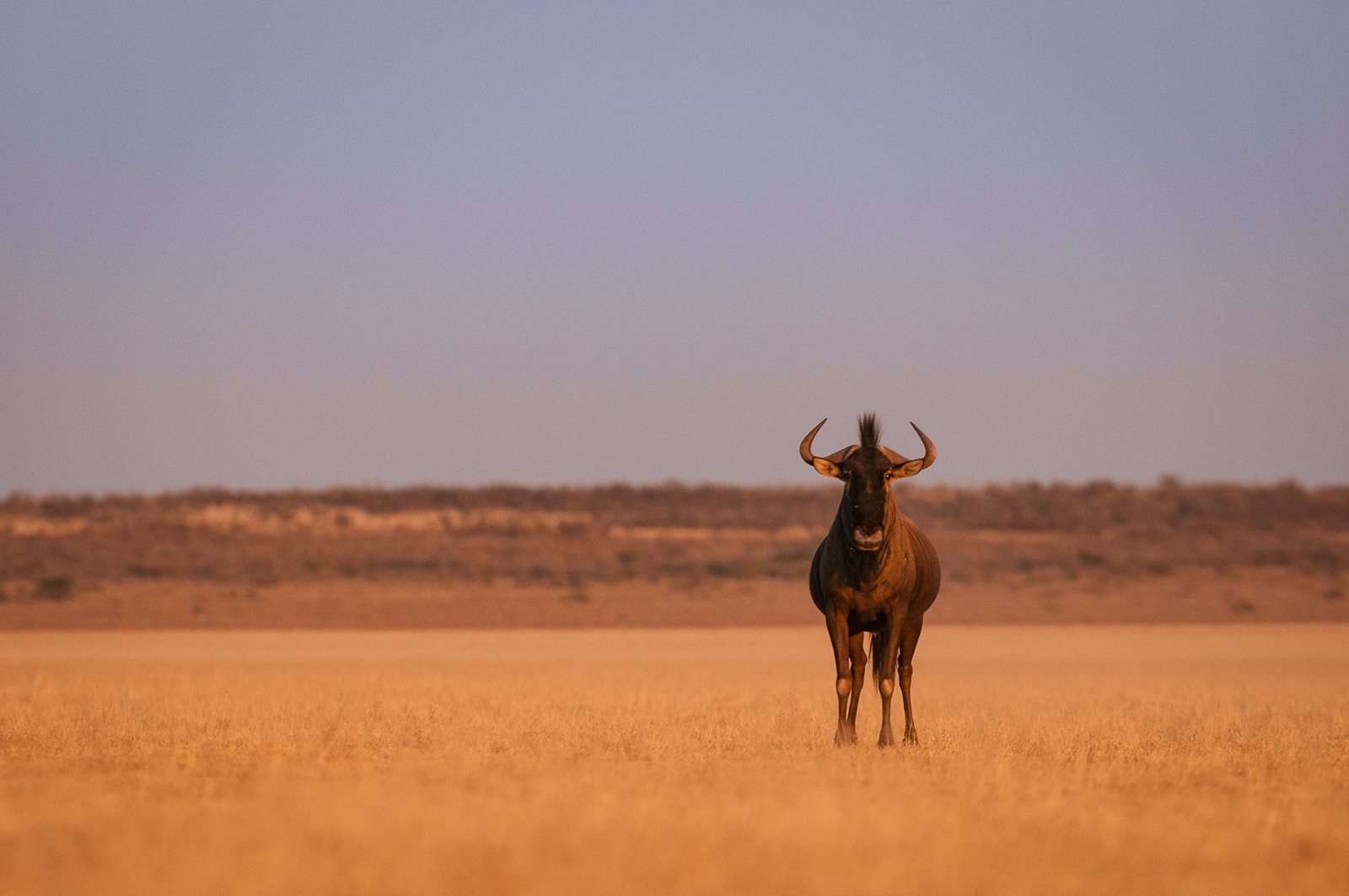 Blue Wildebeest | Sean Crane Photography