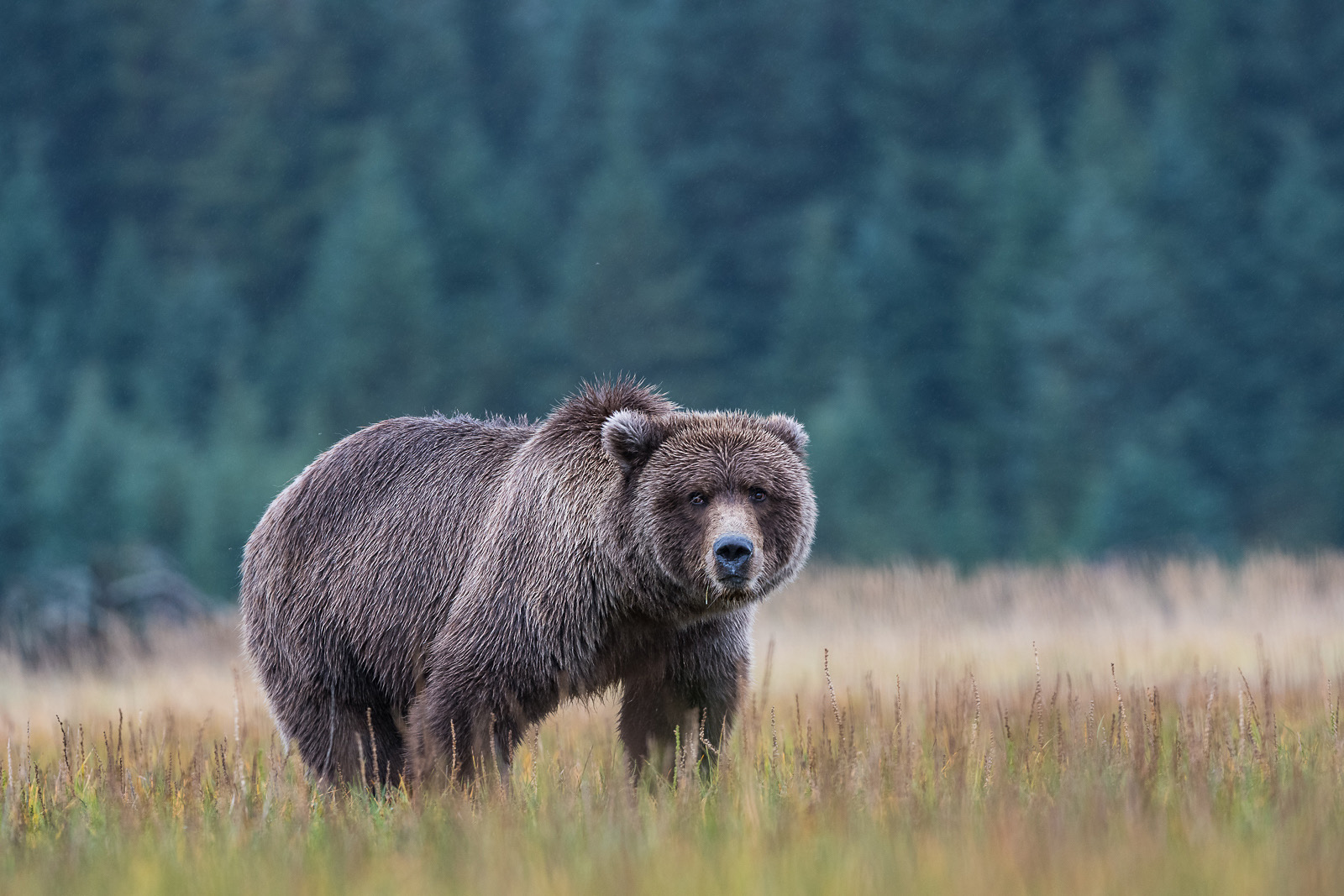 Bear in Field | Sean Crane Photography