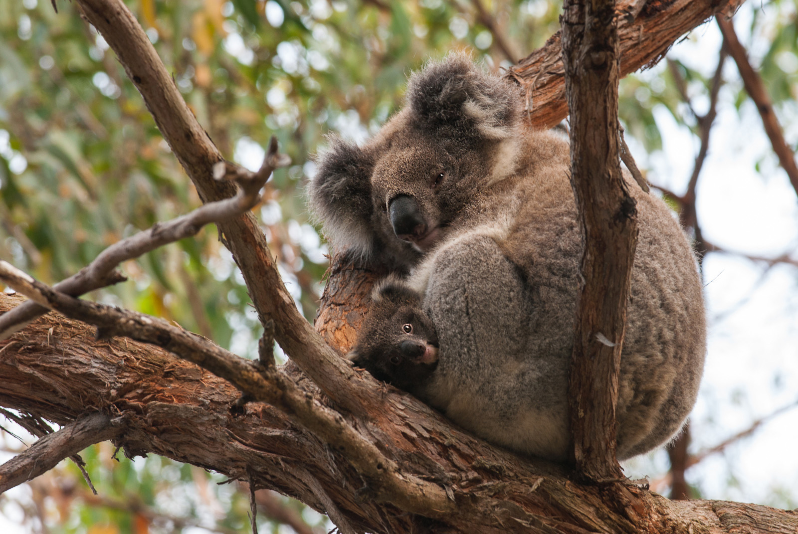 Hidden Koala | Sean Crane Photography