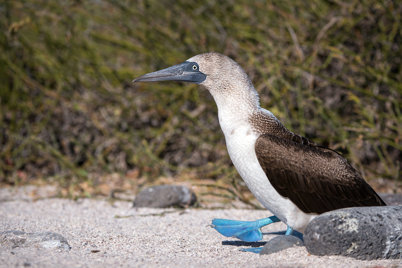 Blue-Footed Booby | Sean Crane Photography