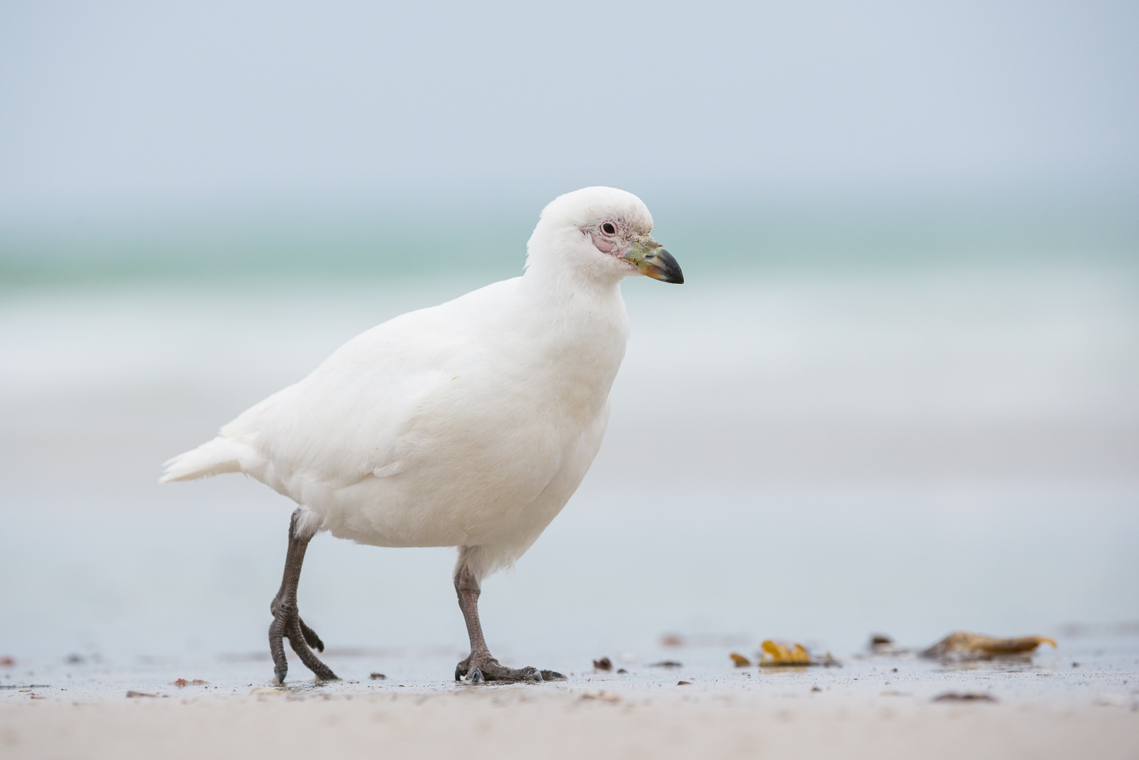 PaleFaced Sheathbill Sean Crane Photography