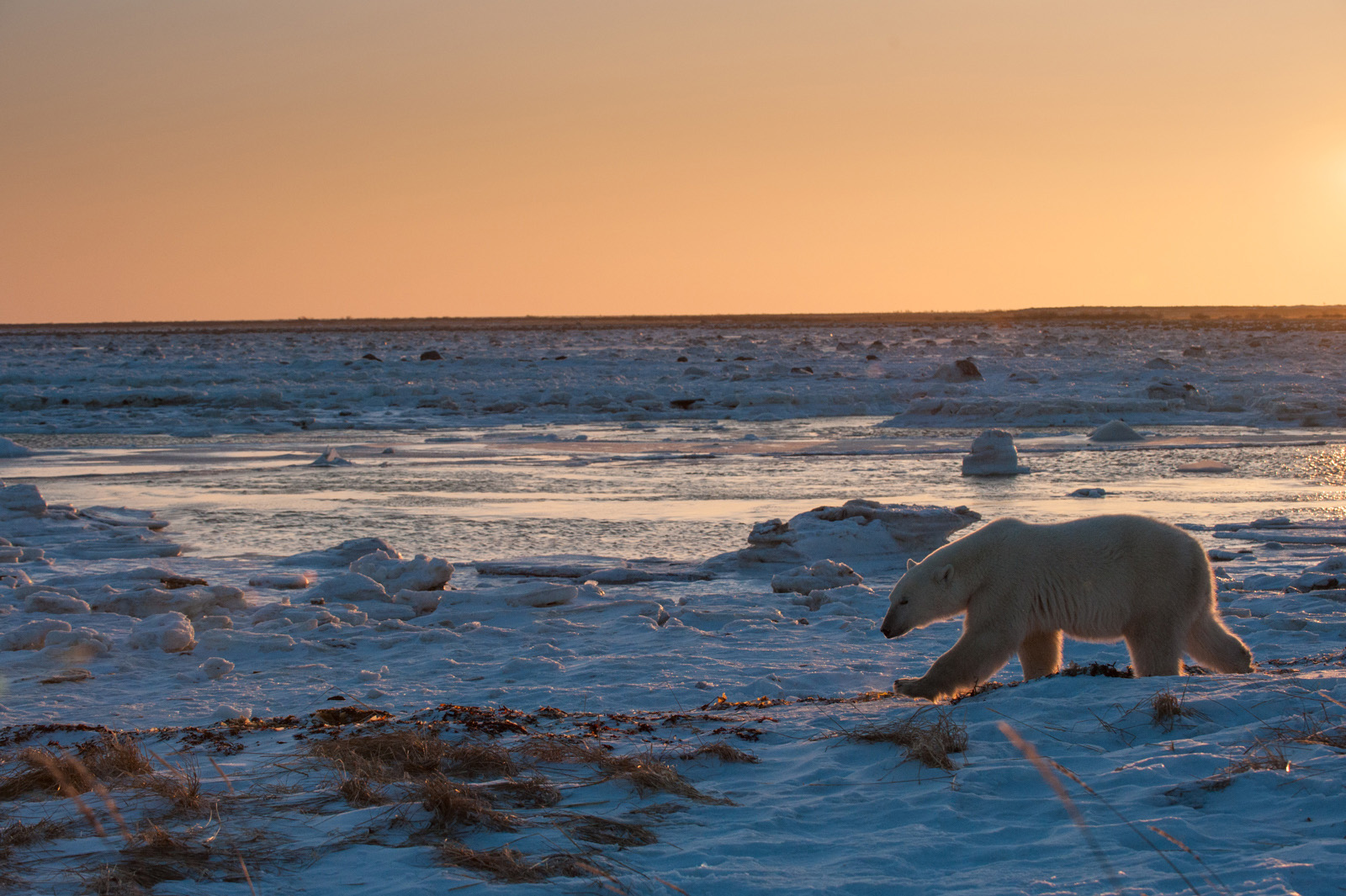 Polar Bear At Sunrise Sean Crane Photography