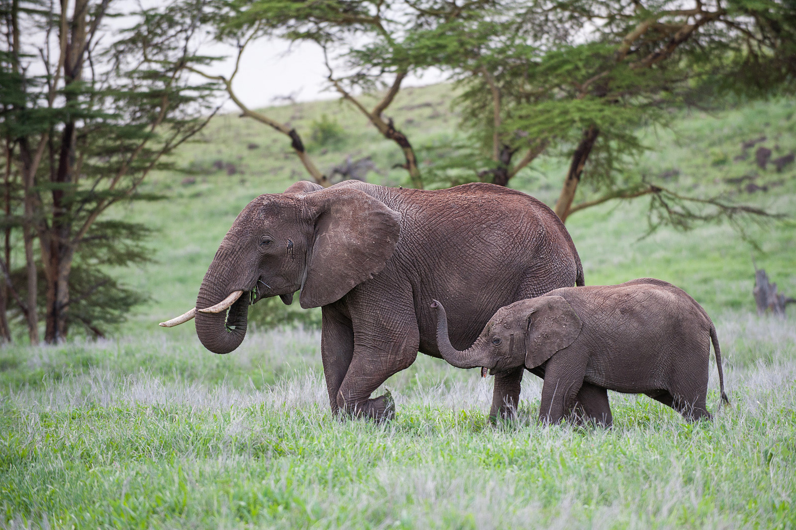 Elephant Mother and Calf | Sean Crane Photography