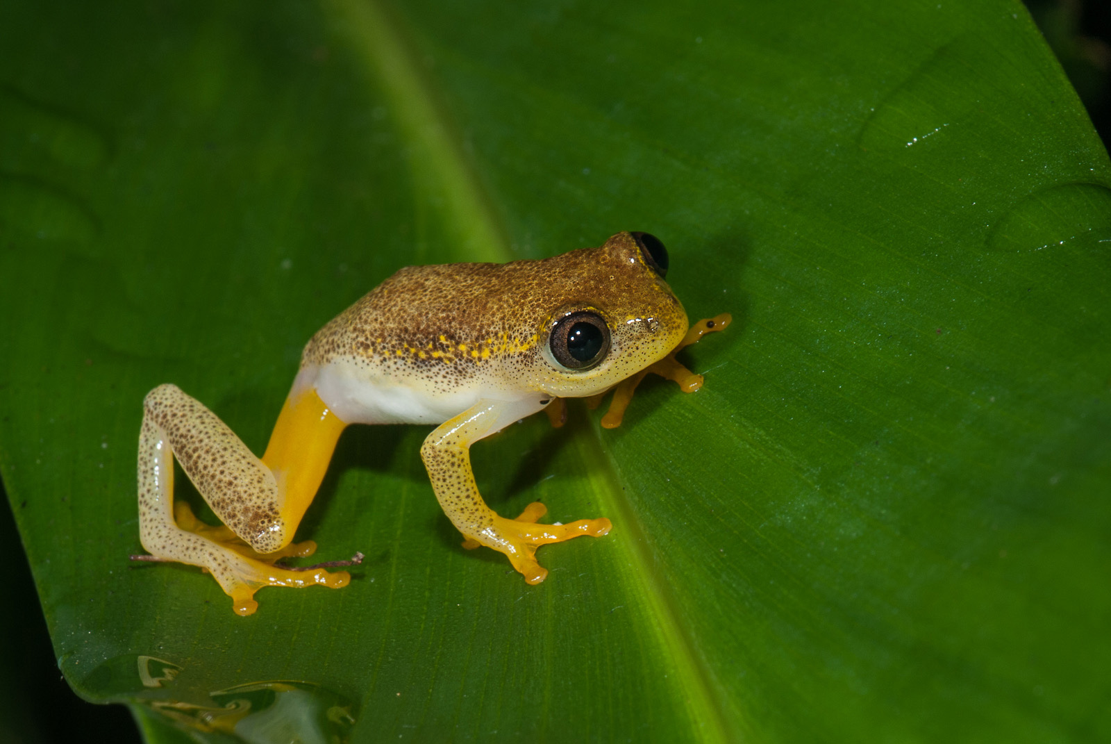 Heterixalus Betsileo | Sean Crane Photography