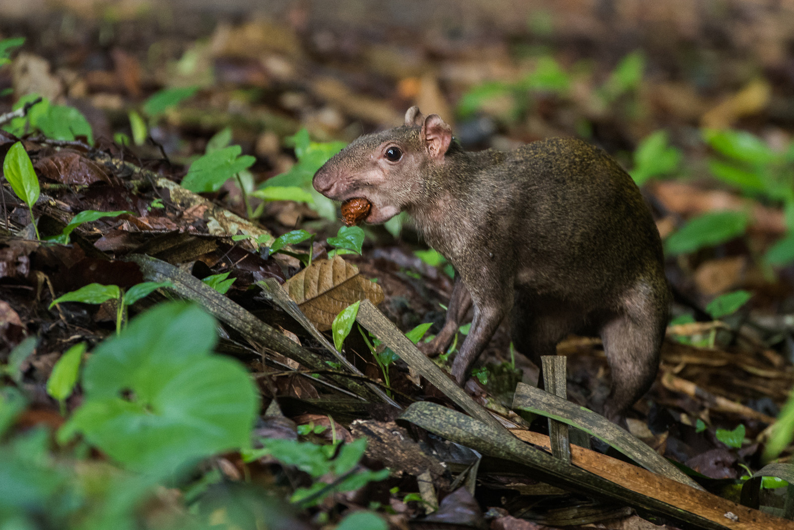 Agouti with Nut | Sean Crane Photography