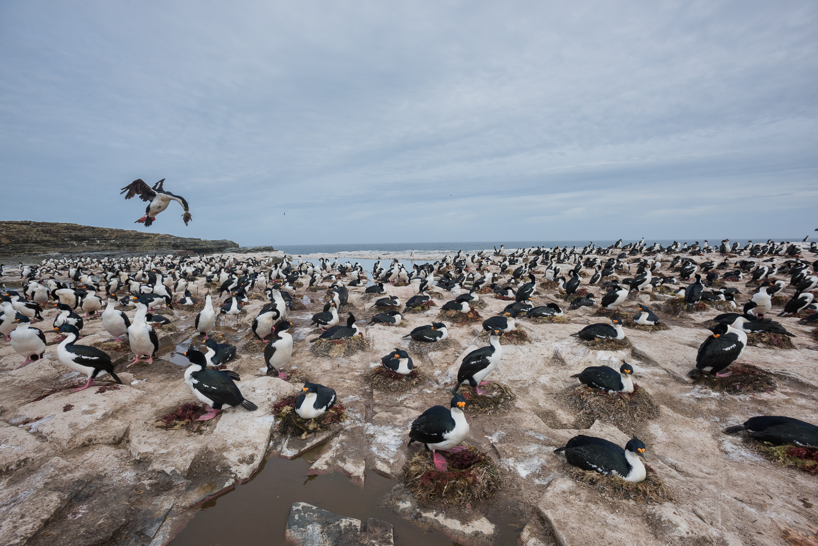 Shag Colony | Sean Crane Photography