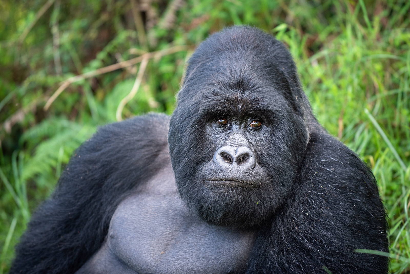 Mountain Gorilla | Sean Crane Photography