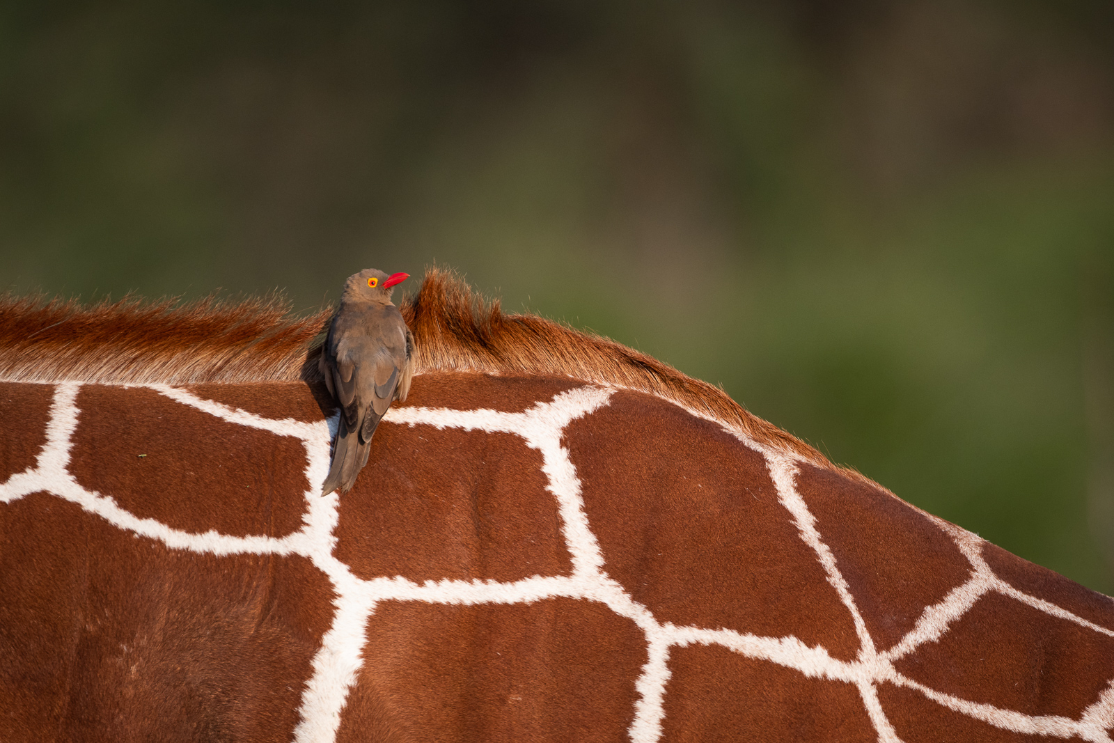 Oxpecker and Giraffe | Sean Crane Photography