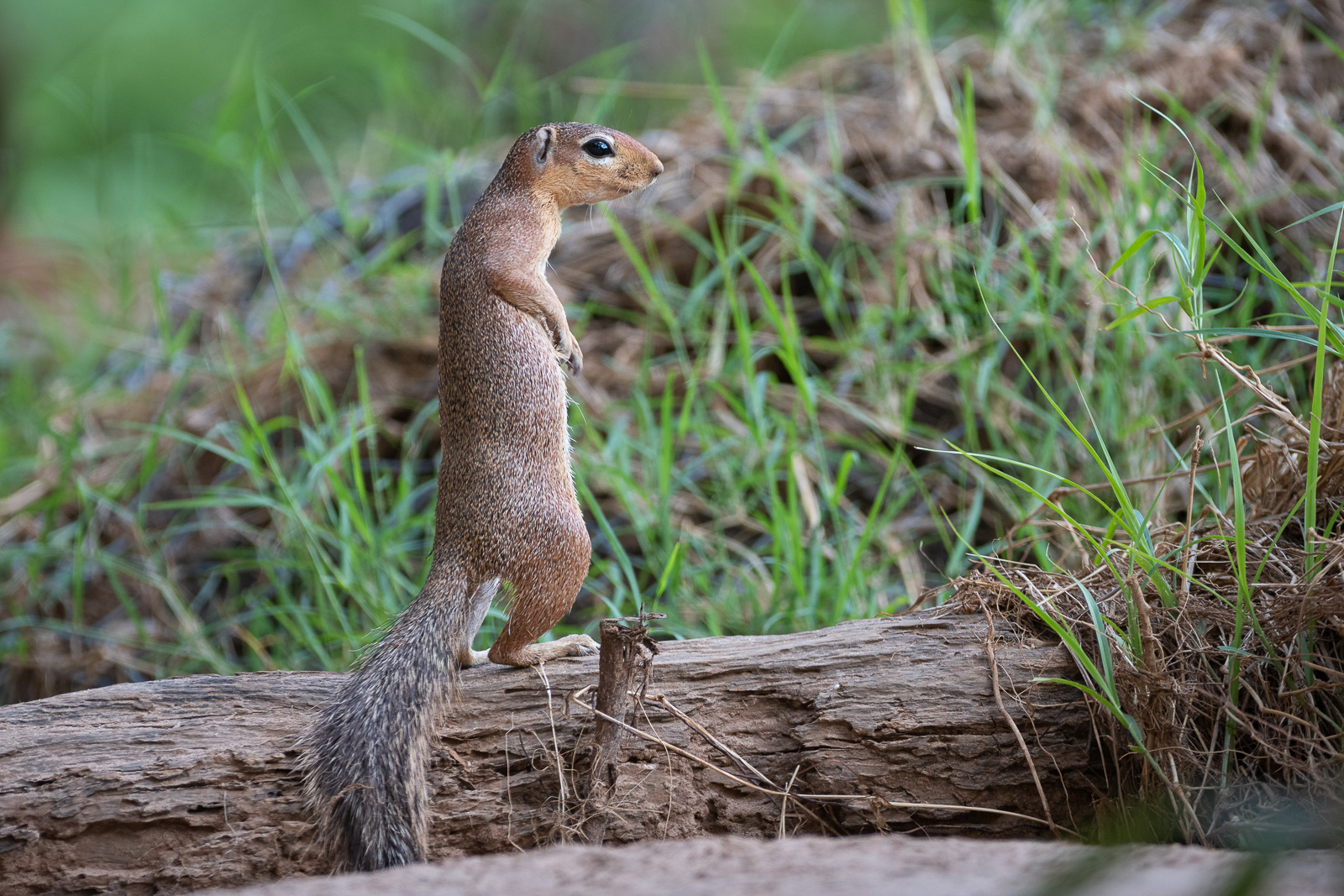 Unstriped Ground Squirrel Sean Crane Photography