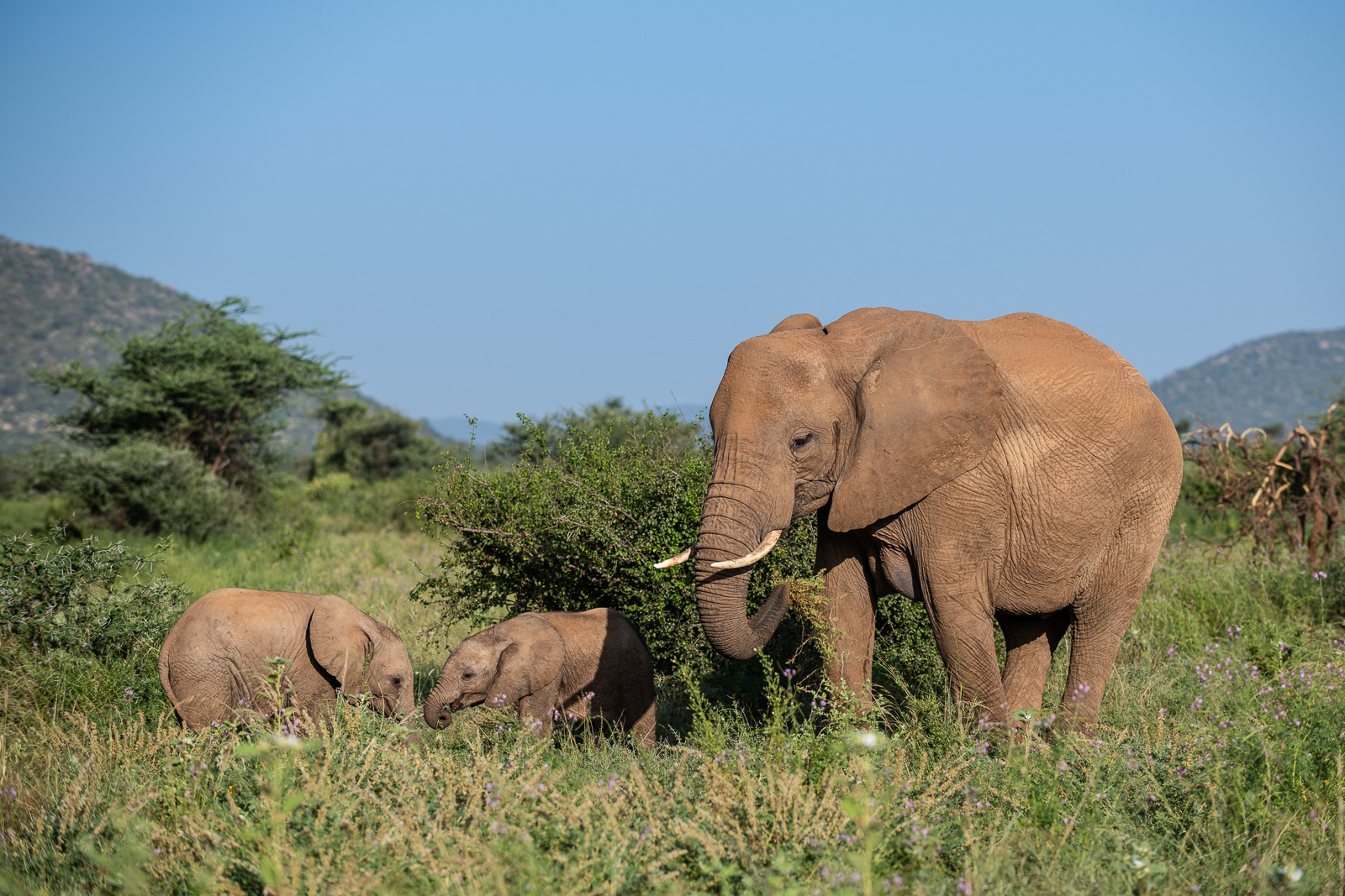 Elephant with Babies | Sean Crane Photography