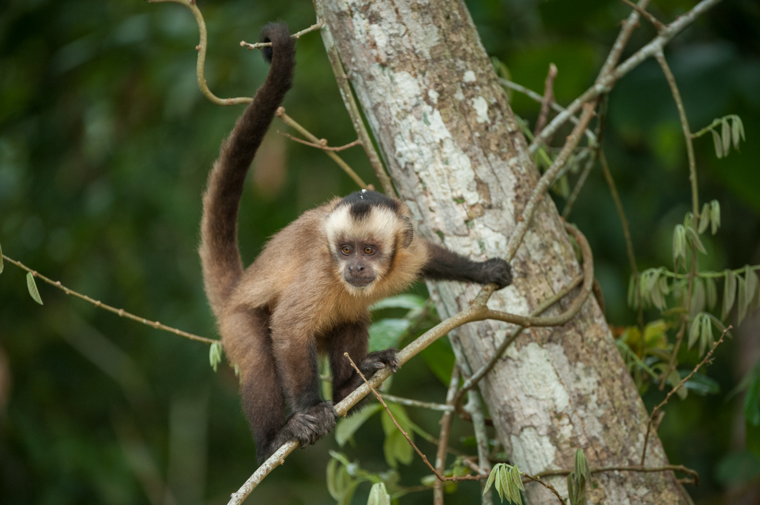 Brown Capuchin Monkey Sean Crane Photography