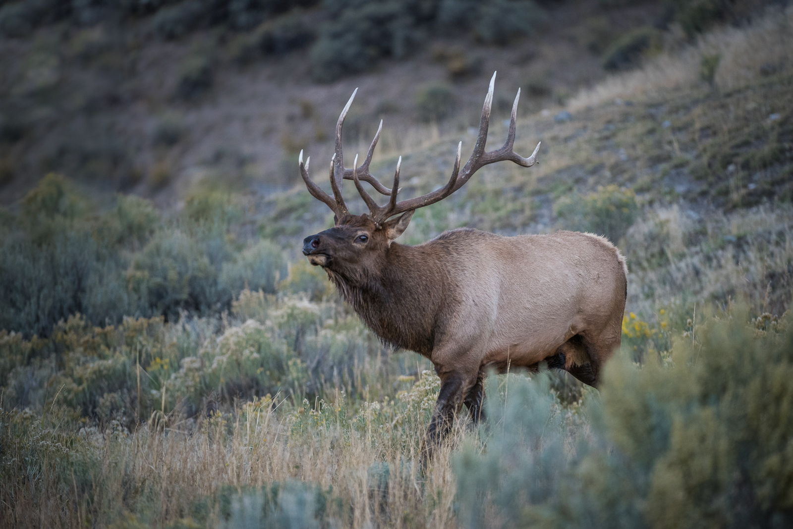 Elk | Sean Crane Photography