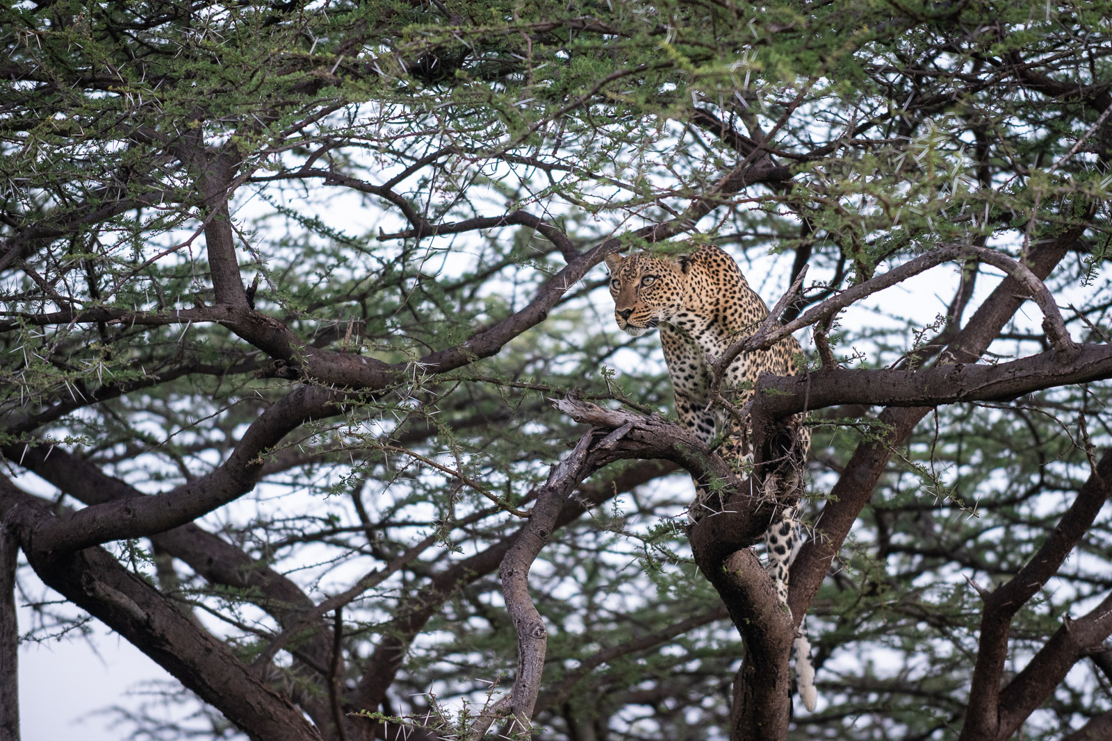 botswana-african-leopard-in-tree