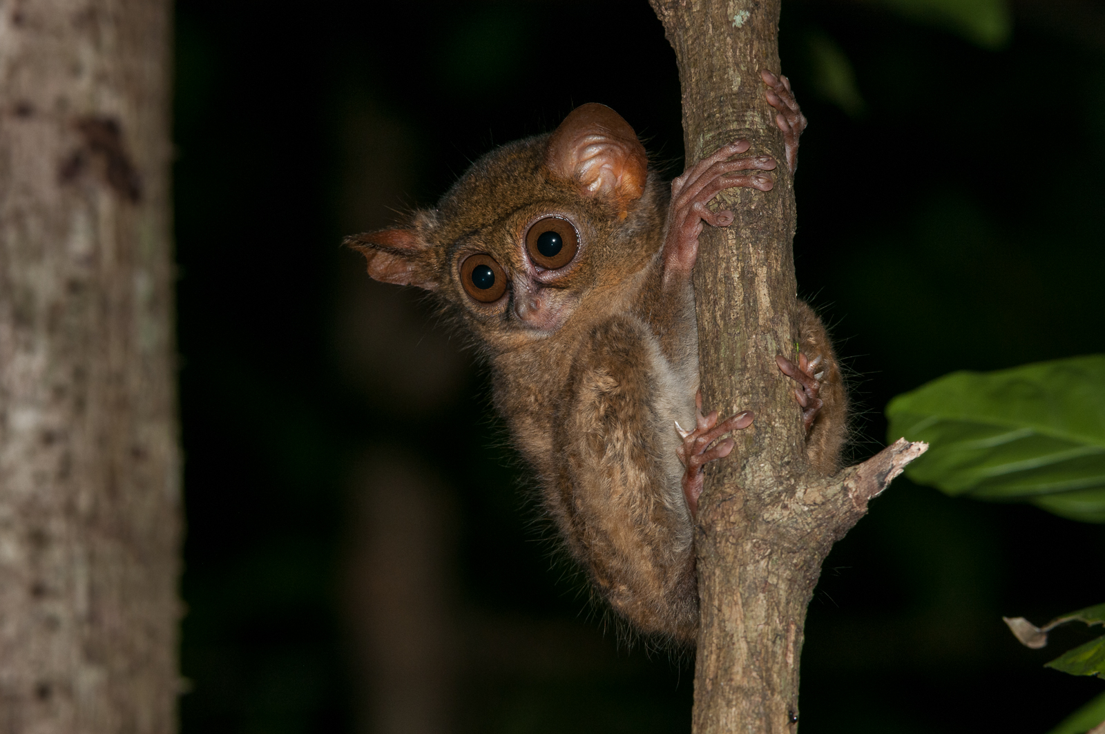 Tarsier | Sean Crane Photography