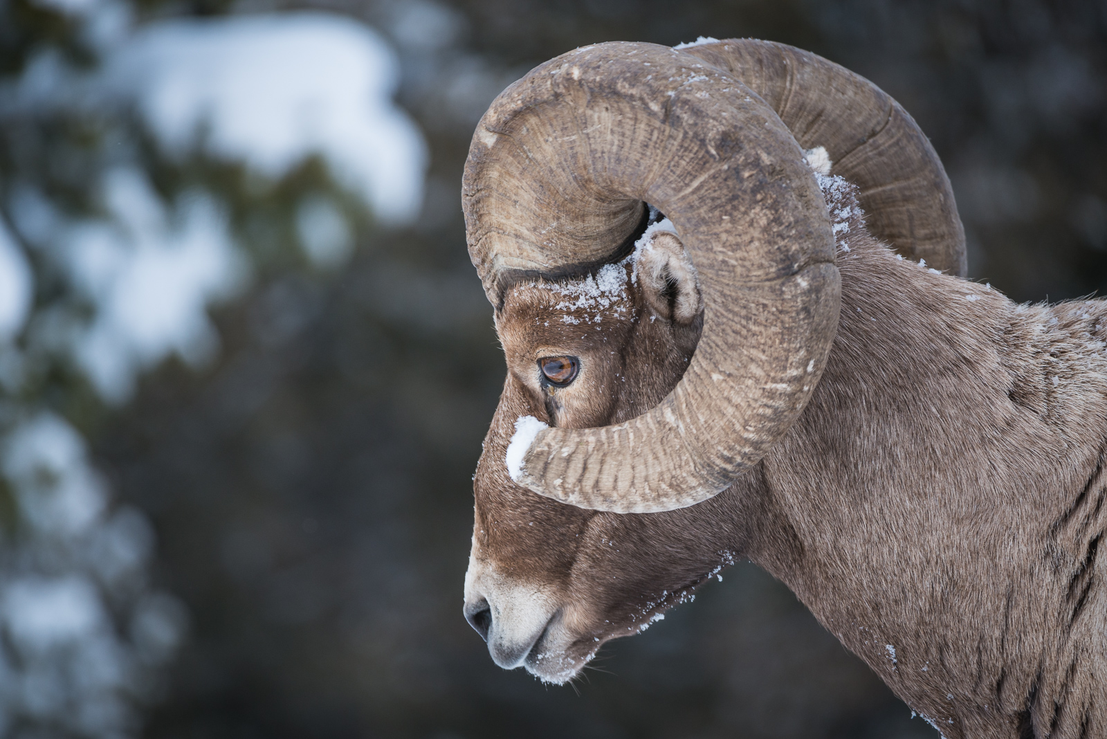 Ram Portrait | Sean Crane Photography