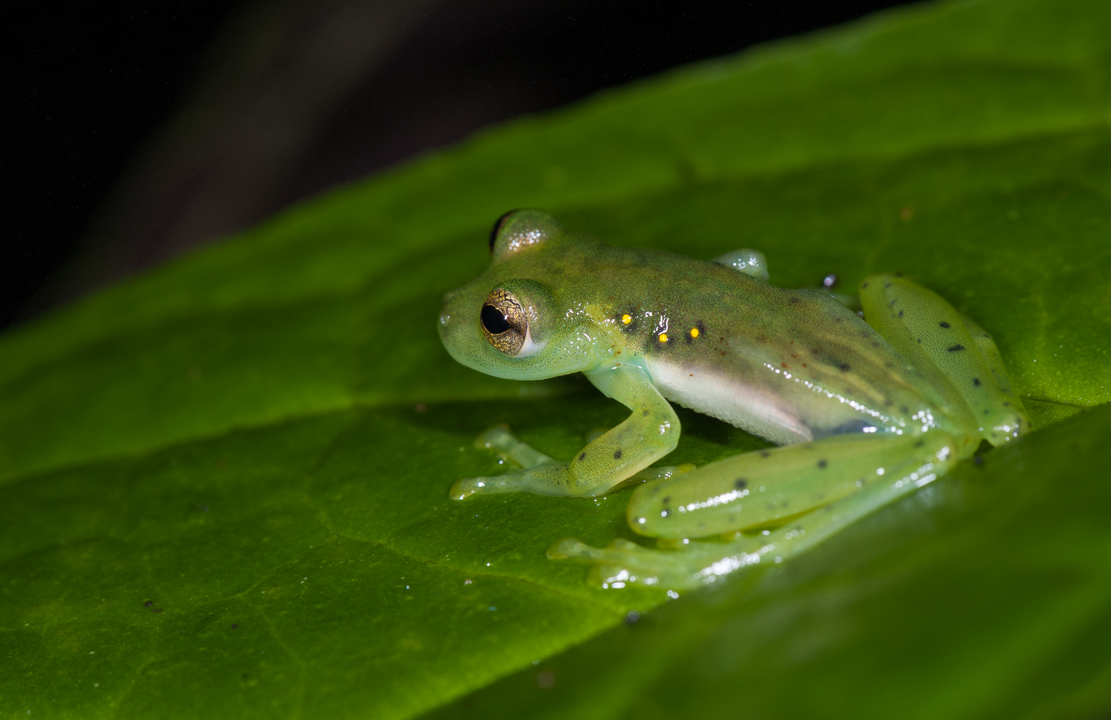 glass-frog-sean-crane-photography