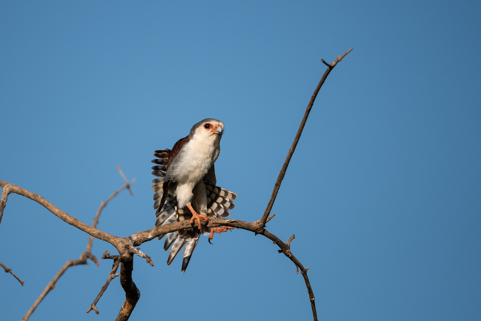 pygmy falcon pygmy falcon