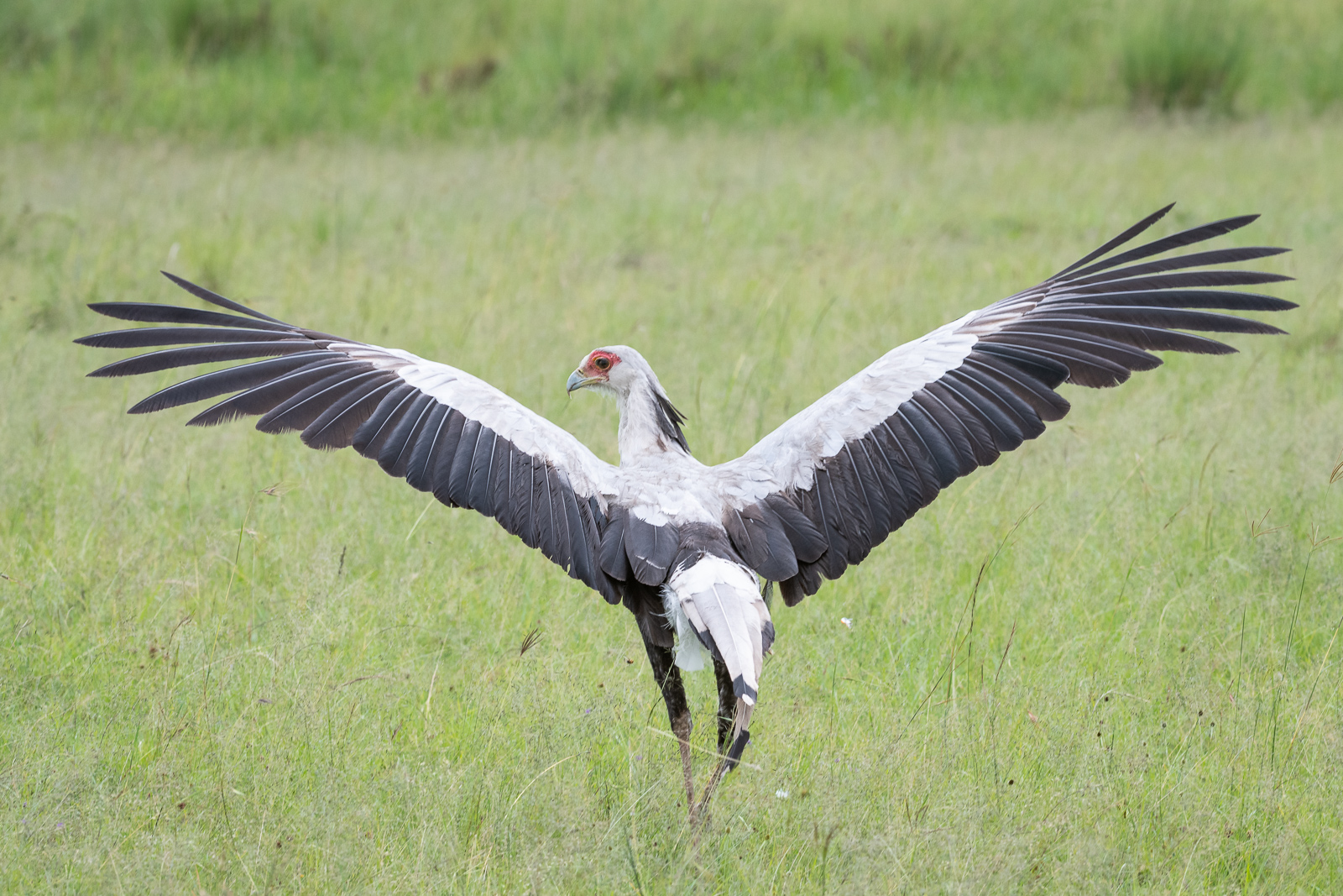 secretary-bird-sean-crane-photography