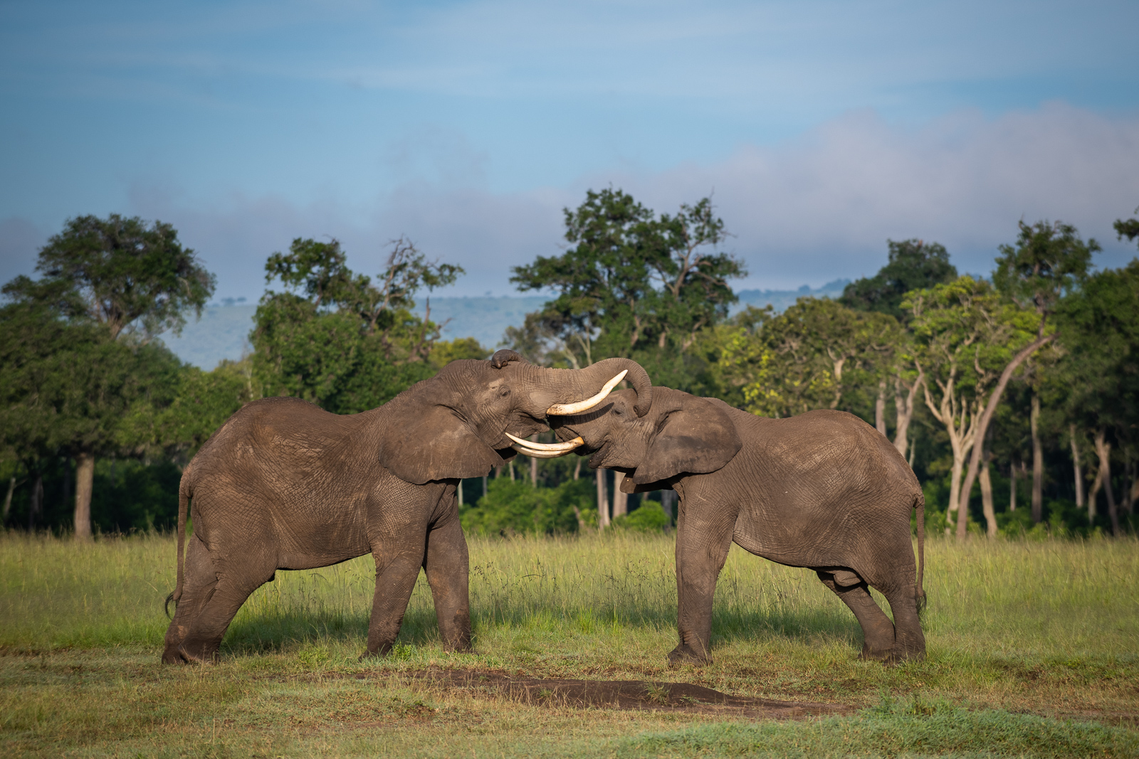 Elephant Fight | Sean Crane Photography