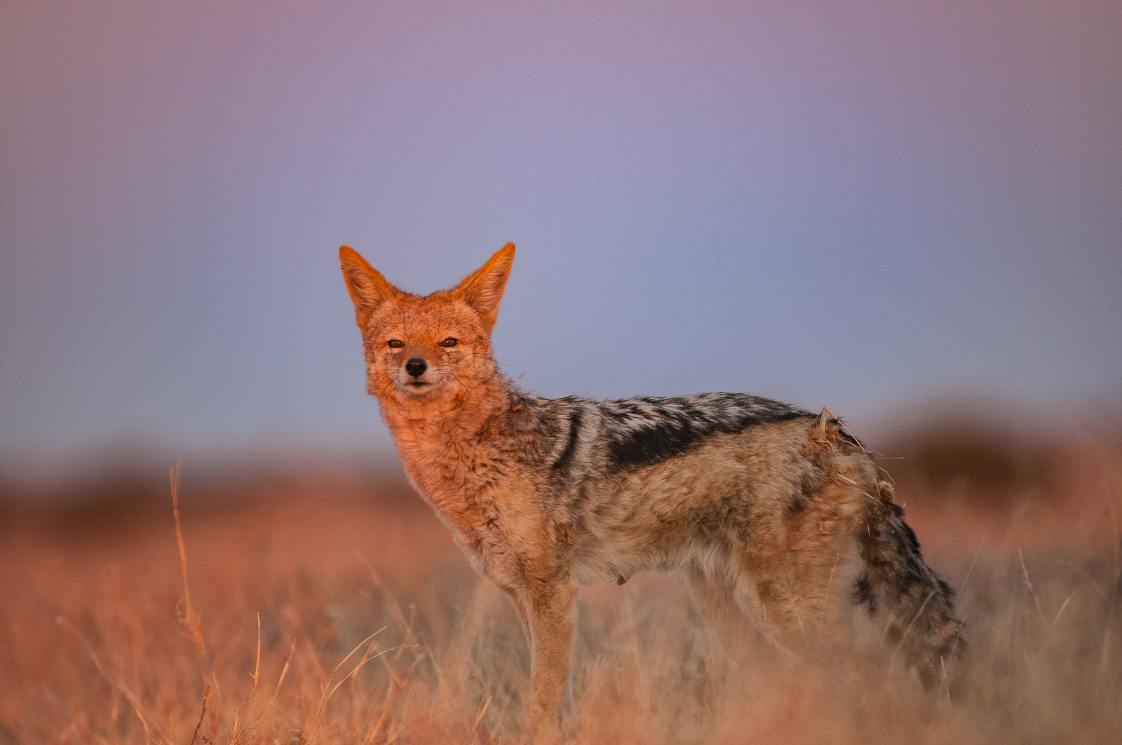 Black-Backed Jackal | Sean Crane Photography