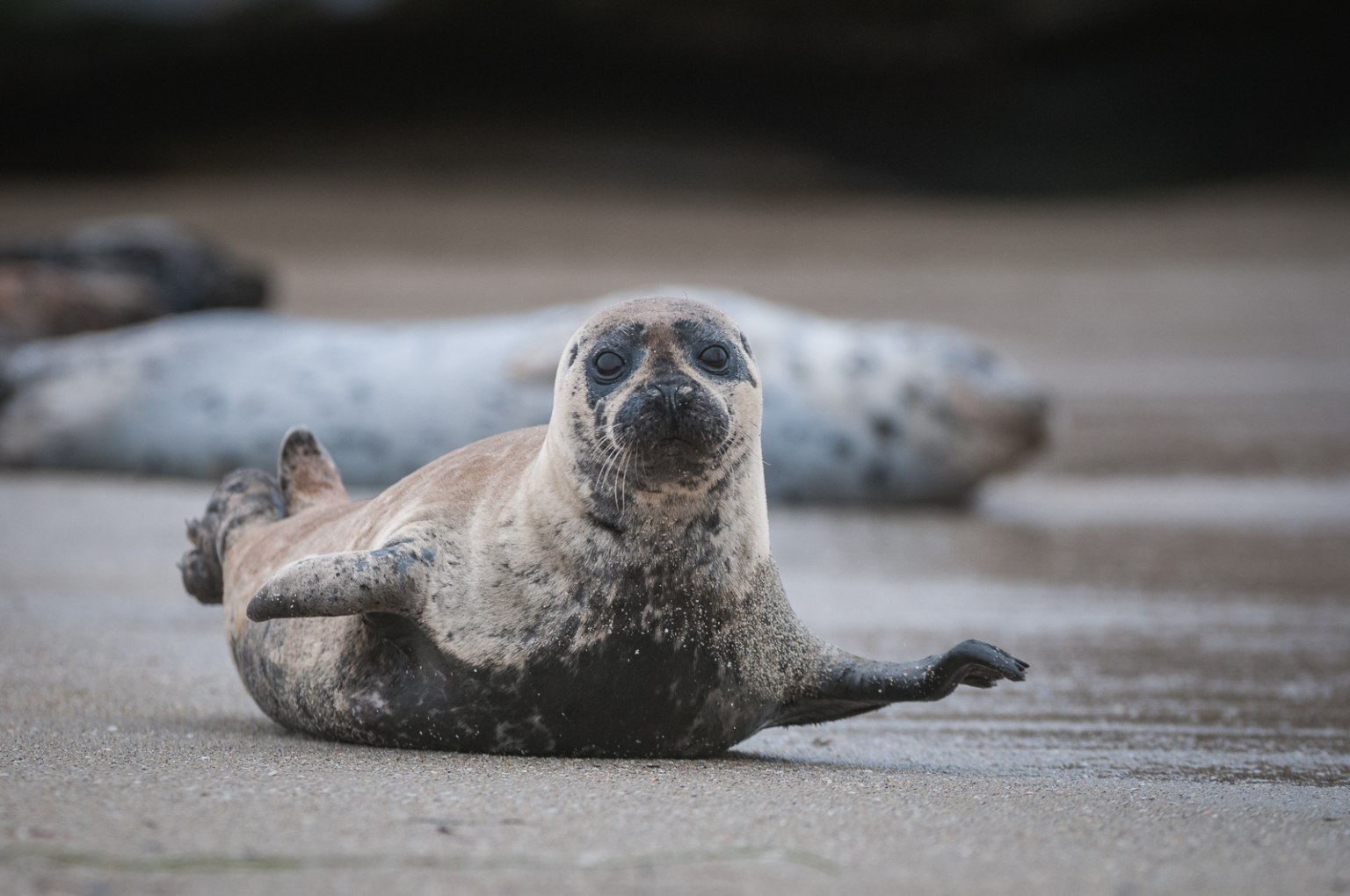 Harbor Seal | Sean Crane Photography