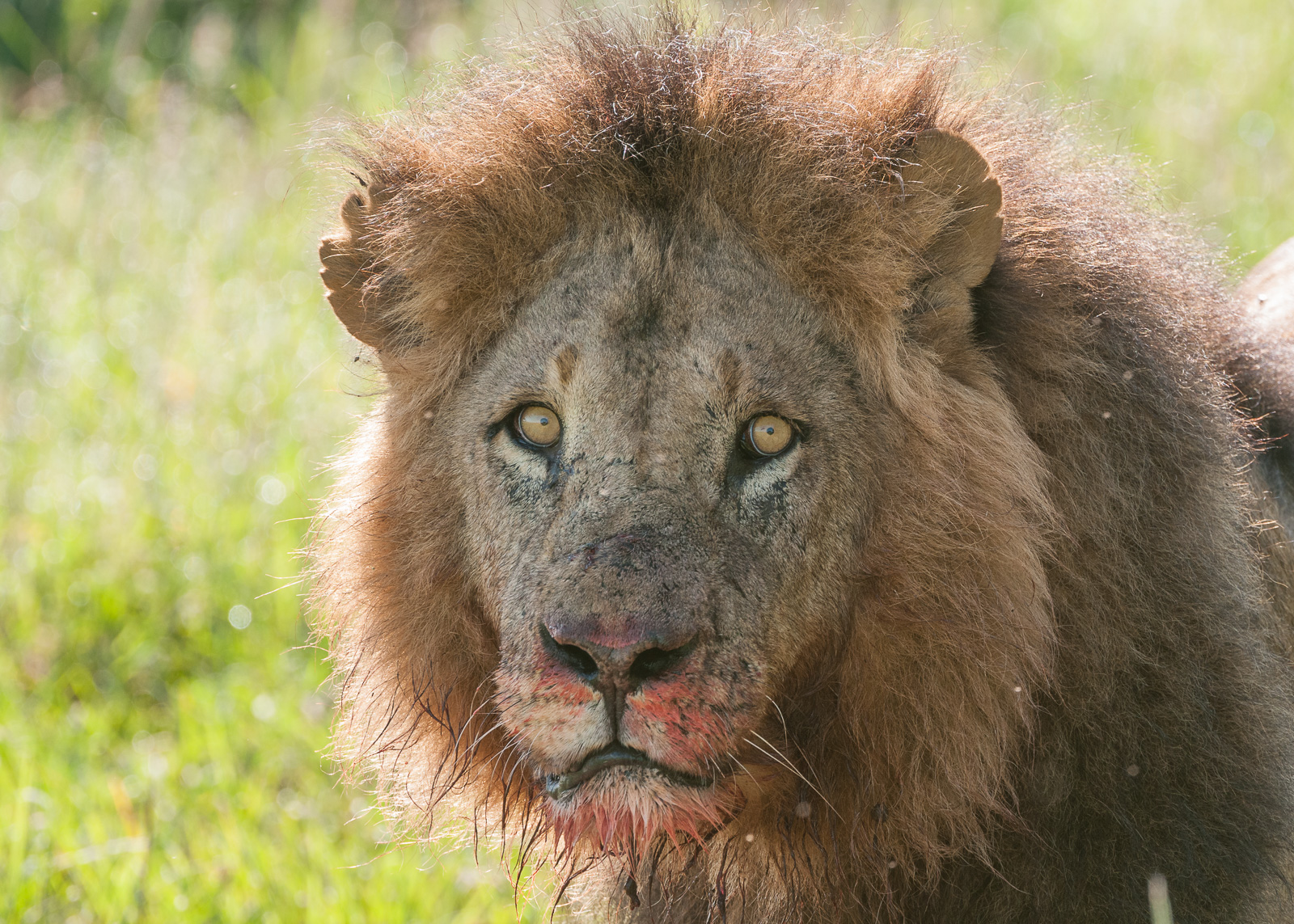 Lion Face | Sean Crane Photography