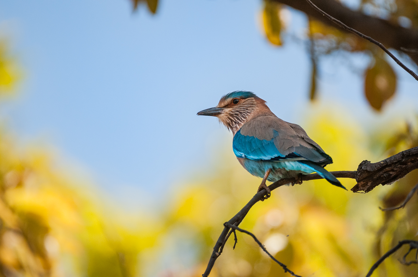 indian-roller-sean-crane-photography