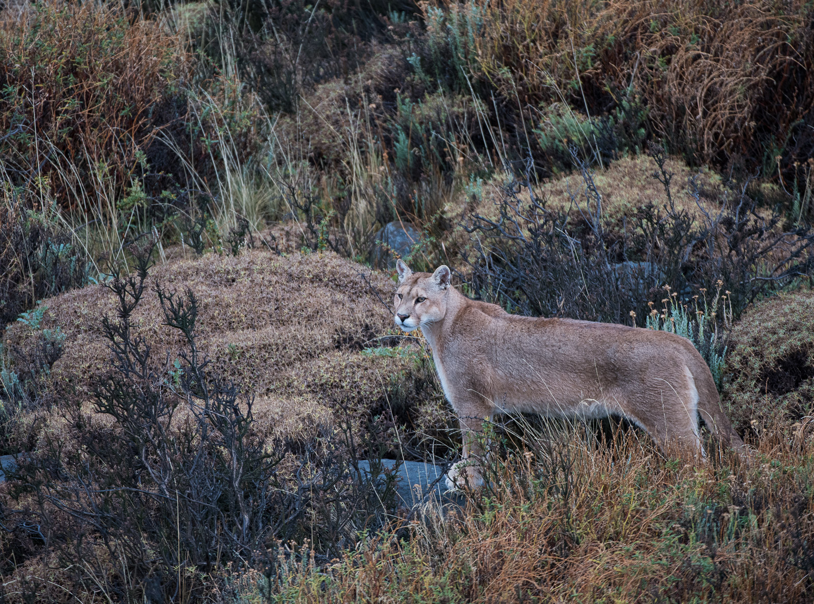 Puma Sean Crane Photography