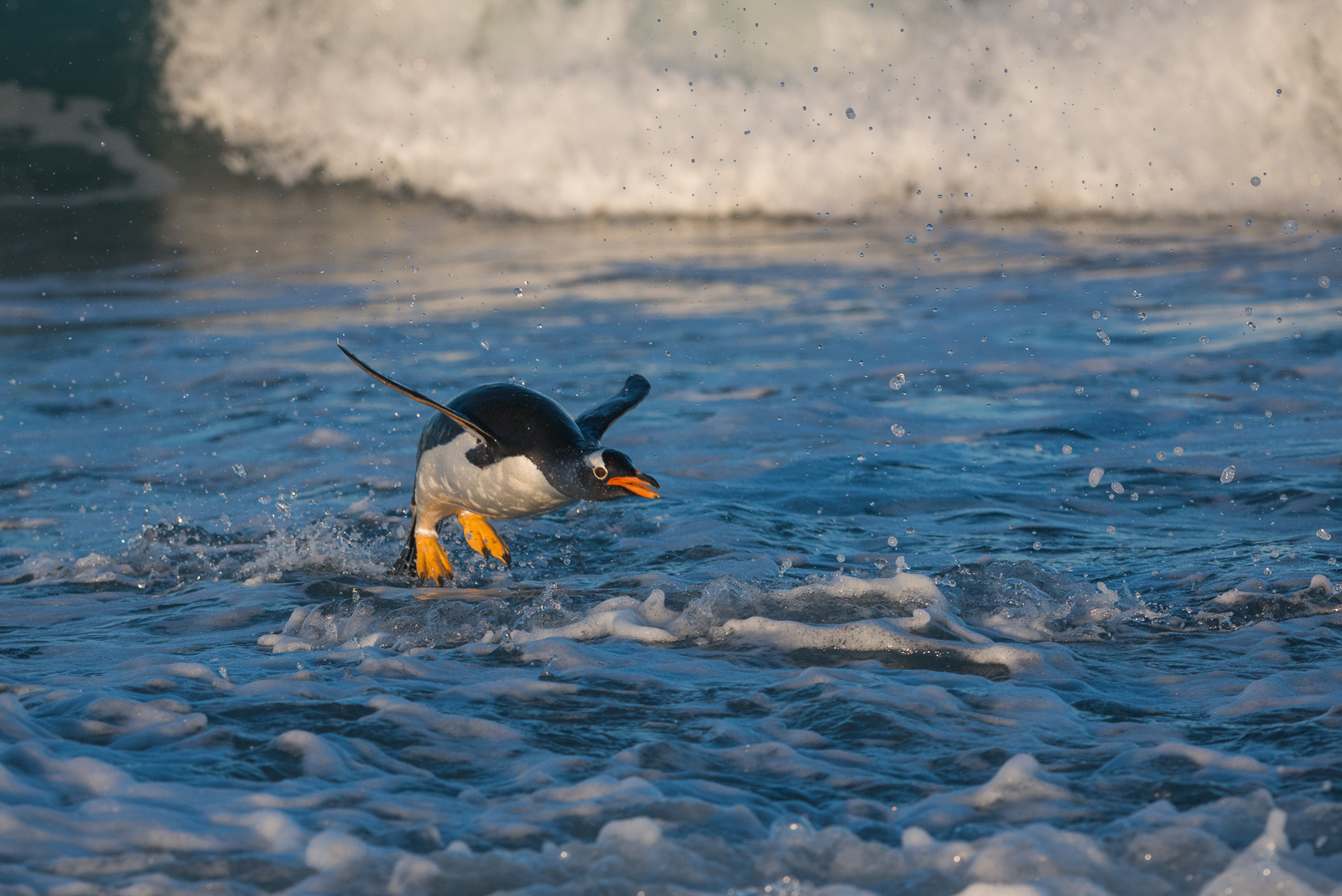 Penguin Flight Sean Crane Photography