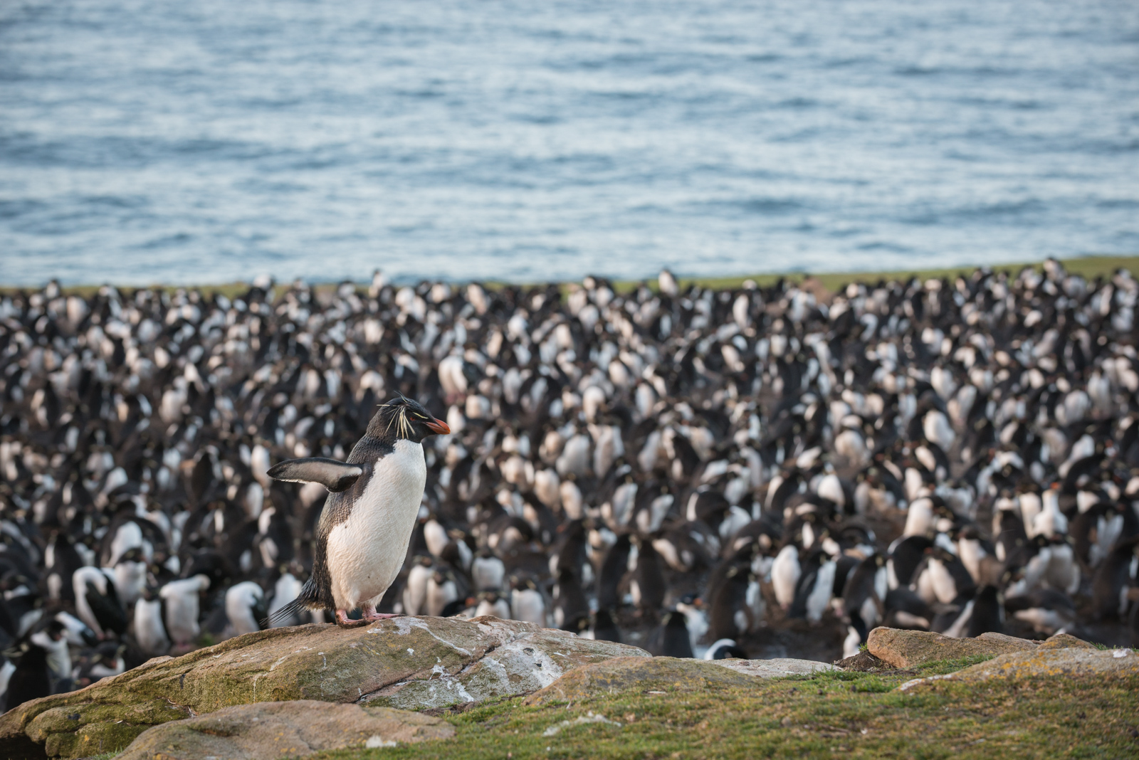 The Rockhopper King | Sean Crane Photography