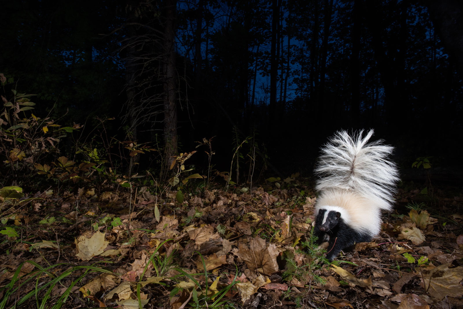 Eastern Striped Skunk | Sean Crane Photography