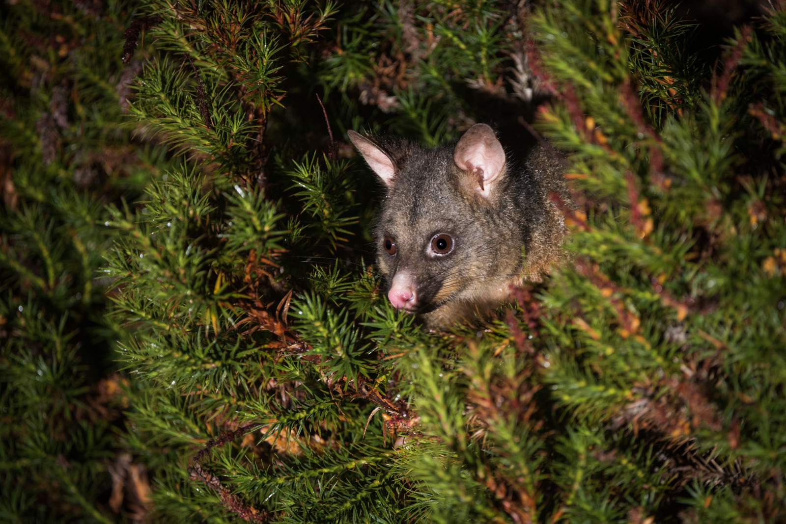 Brushtail Possum | Sean Crane Photography