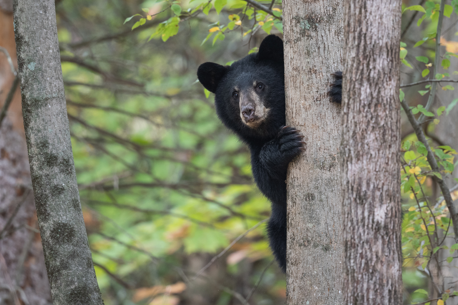 Bear Cub in Tree | Sean Crane Photography