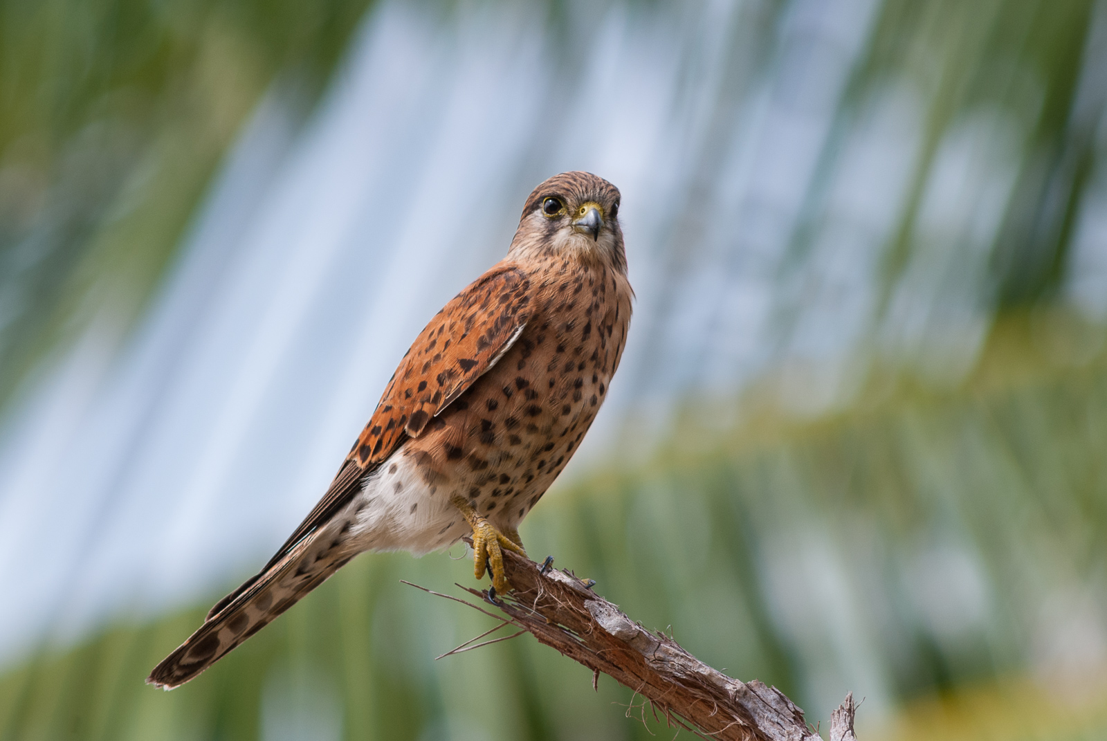 Malagasy Kestrel | Sean Crane Photography