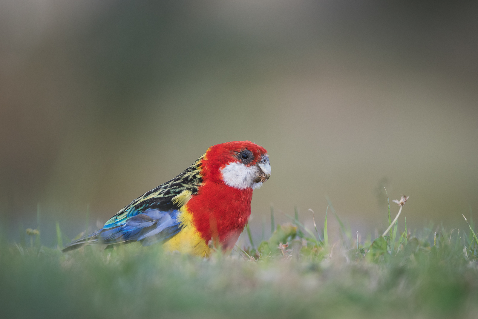 Eastern Rosella Sean Crane Photography