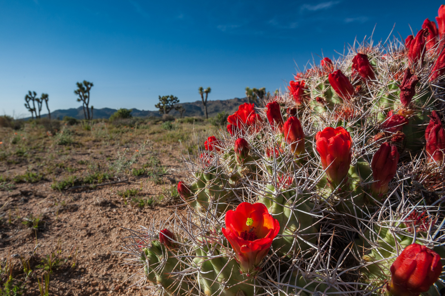 Joshua Tree in Bloom Sean Crane Photography